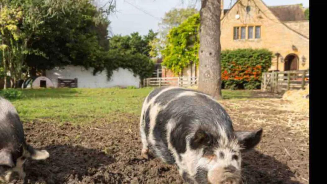 Piglet Cottage Pebworth Eksteriør bilde